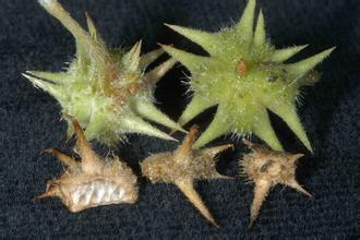 100% natural Tribulus Terrestris Extract , Reducing the blood pressure, anti
