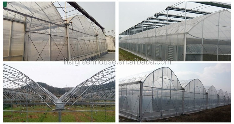 8.0m 10.0m Span Width Agriculture Greenhouse for Tomato and Vegetable