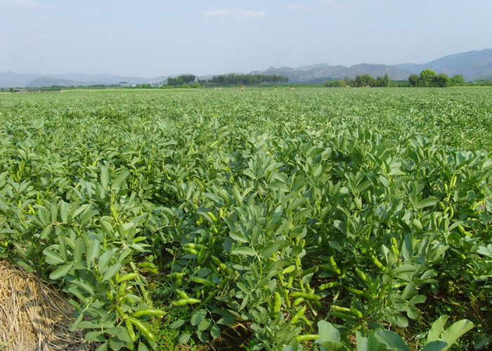 Water Soluble Copper Amino Acid Chelate Plant Source Safe Environmental