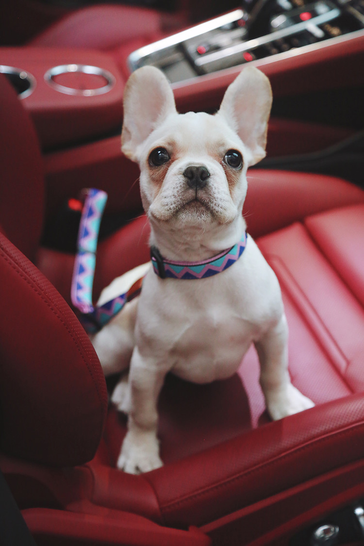 Anti Shock Dog Seat Belt For Back Of Suv Jeep Wrangler Boot
