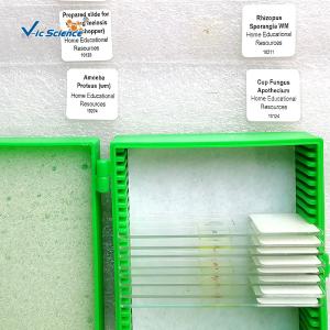 Laboratory Teaching Protozoa Algae 20pcs Microscope Glass Slides
