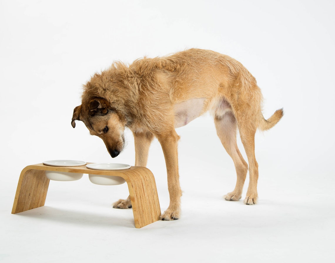 OEM ODM Personalized Pet Bowls Ceramic Elevated Dog Bowls Eco Friendly