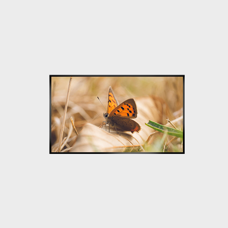  43 Inch LCD Panel 2000nits 1920*1080 LCMA-RX0430GL13-Z200 Manufactures