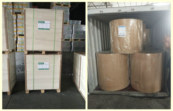  Jumbo Rolls 200gsm + 15PE Coated White Paper For Paper Cups 700mm Width