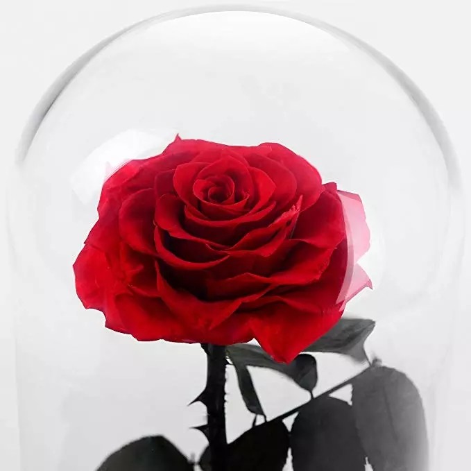 Promotion Price Preserved Roses in Glass Dome That Last A Year