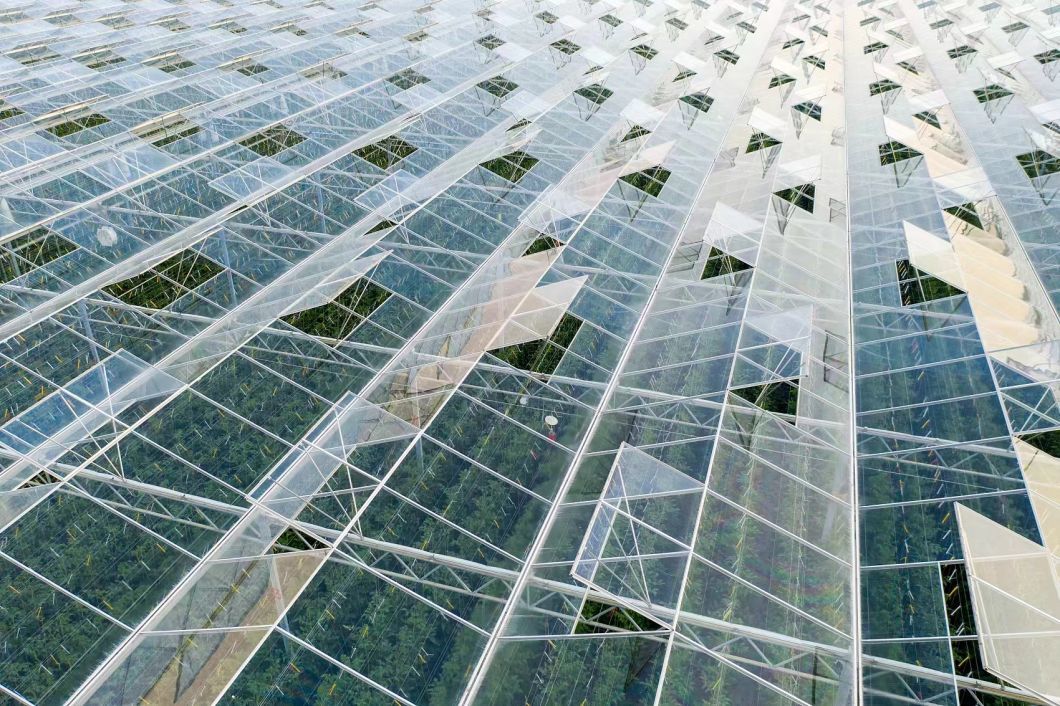Drip Irrigation Glass Greenhouse with Vegetables