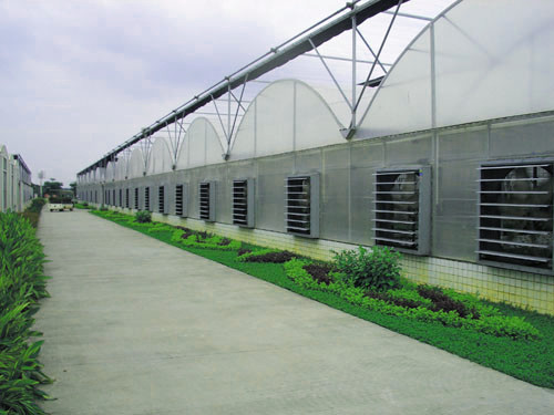 Economical Multi Span Greenhouse / Galvanized Steel Greenhouse High Wind Resistance