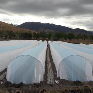 China Dyed Pattern Agriculture Non Woven Cover Virgin Spnbond Macro Tunel Width 6.4m on sale