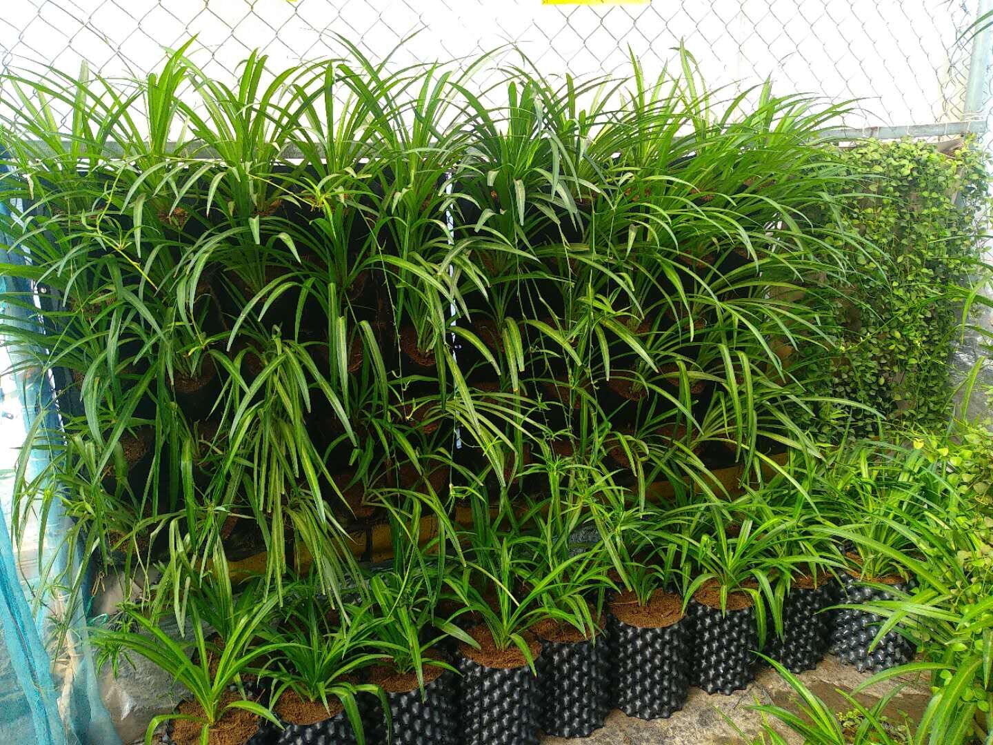 root pruning pot of CnxmxxL for gardening