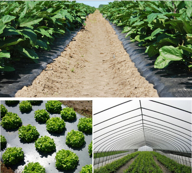Transparent / Black / Silver / White color Plastic PE LDPE Agriculture Mulching Film,panda strawberry mulch film/black w