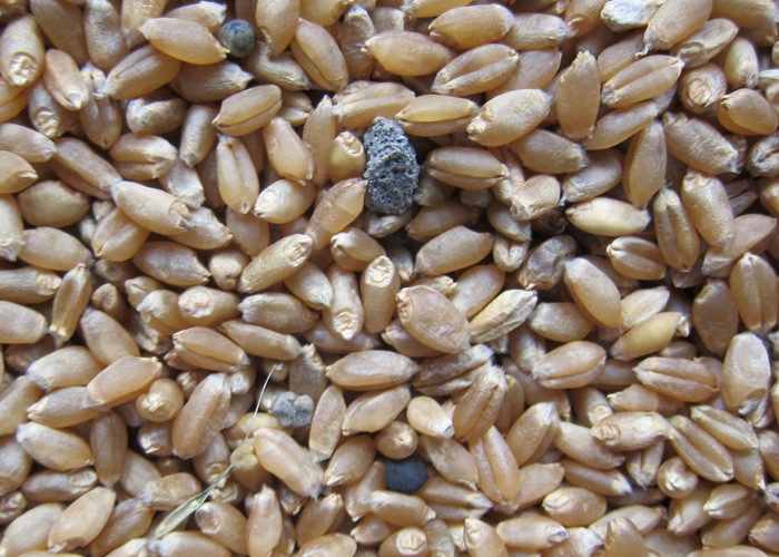 High Frequency Wheat Sorting Machine 10 Channels In Wheat Flour Milling Line