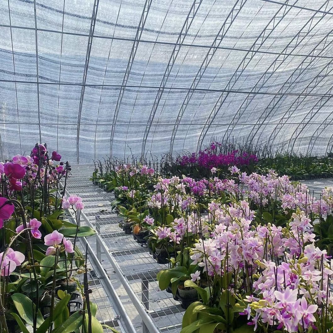 China Origin Flower Planting Drip Irrigation Sunlight Greenhouse