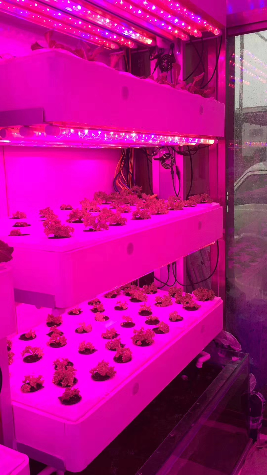 Smart Grow Hydroponic Vertical Farming System Shipping Container Farm Greenhouse