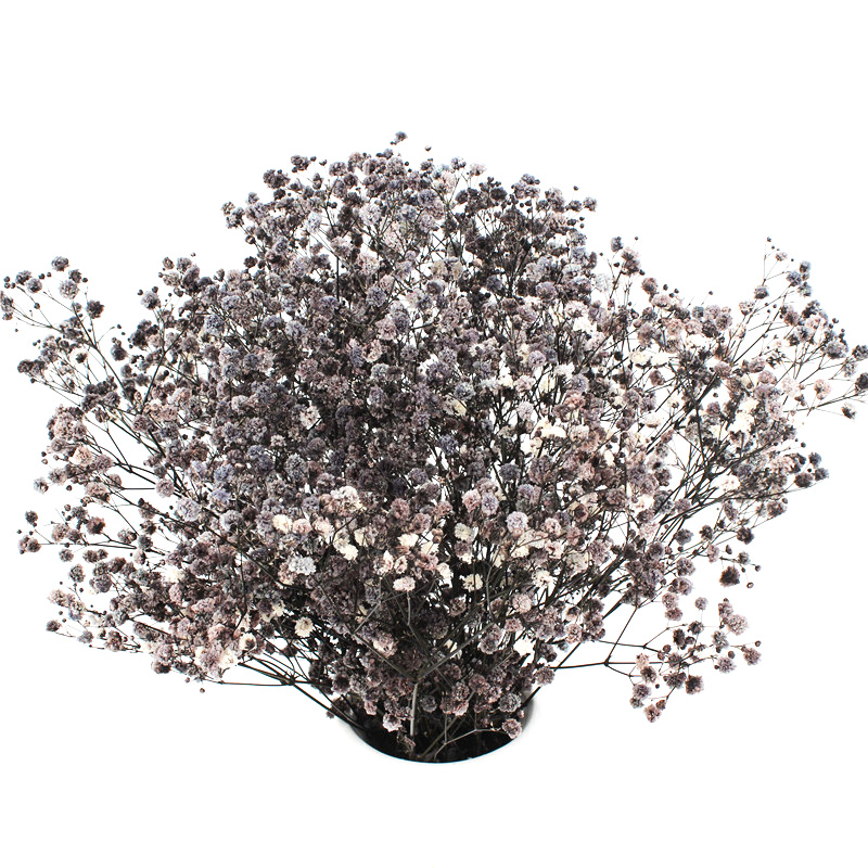 Eternal Beautiful Dried Flowers Baby Breath For Celebration Activities