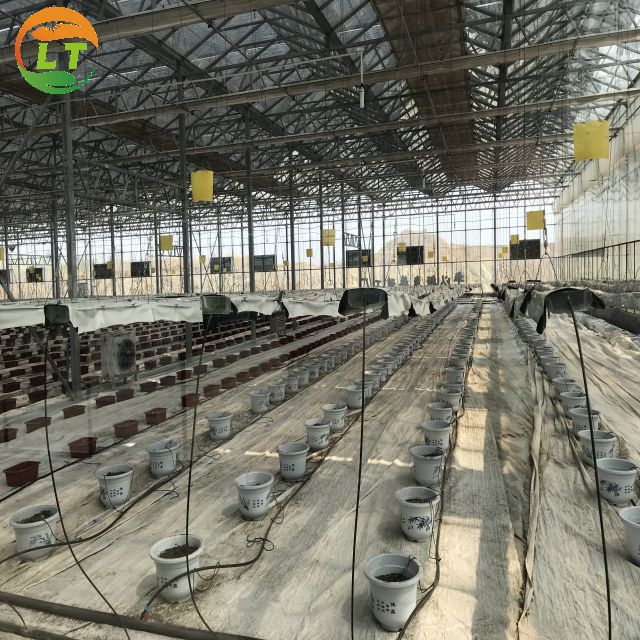LiTai Multi-Span Film Greenhouse 10-100m Length for Hydroponic Microgreens Harvesting
