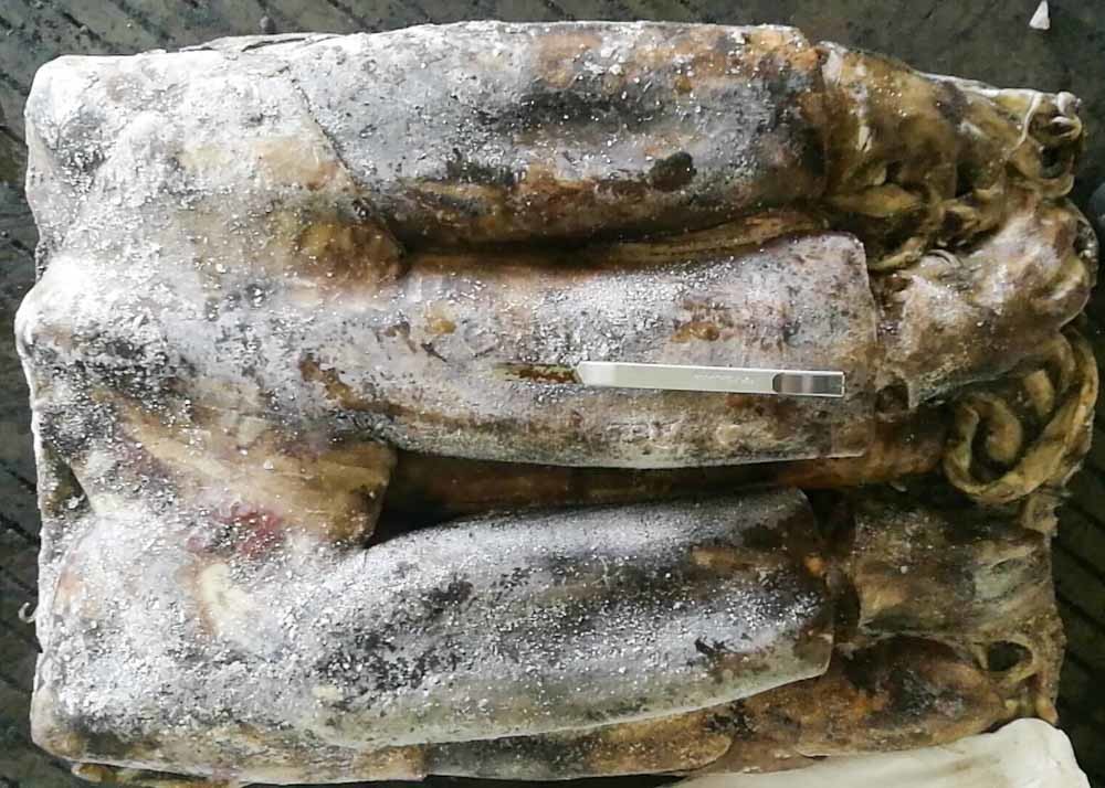 Whole Round Frozen Squid Tubes Dosidicus Gigas Bqf Good Freshness Peru Giant