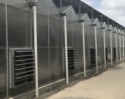 Steel Frame Agricultural Multi Span Greenhouse For Year Round Crop Production