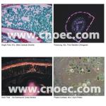 Binocular Head Compound Optical Microscope Infinity Plan Microscopes A12.0907-B