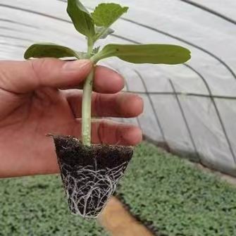 104 Cells Hole Nursery Seedling Tray Planting Plastic Nursery Tray For Garden