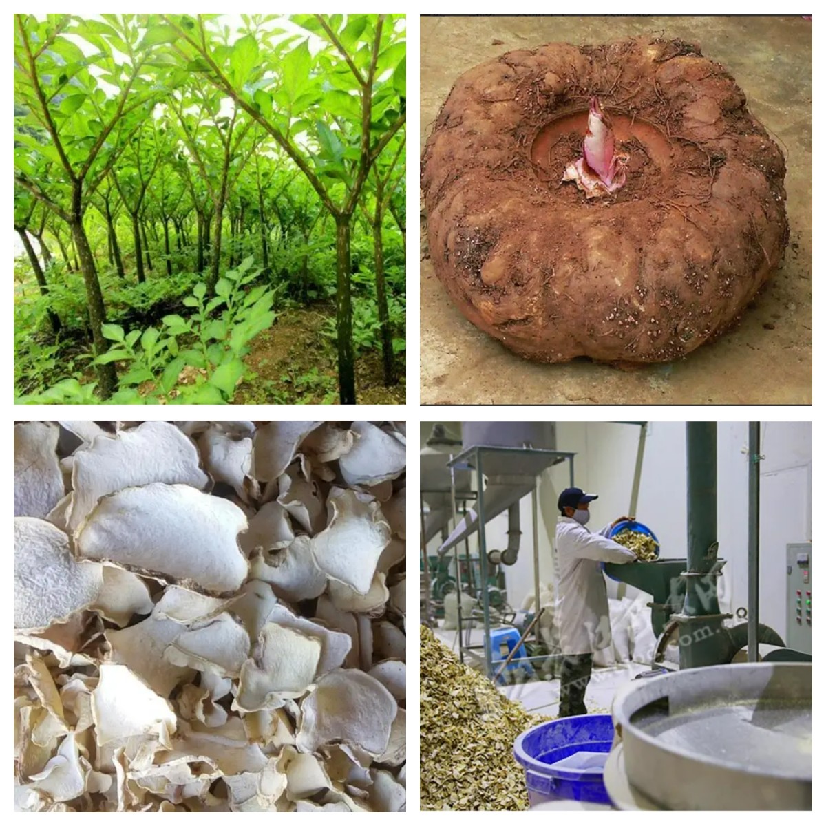 High Quality Konjac Glucomannan Powder with After Services & Dry Place Storage, No Known Allergens