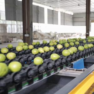 Automatic PLC Control Fruit Sorting Machine For Lemons Sorting
