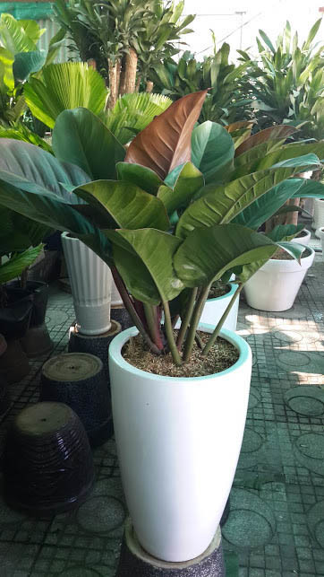 Round Large Fiberglass Flower Pots for Outdoor Street Landscape