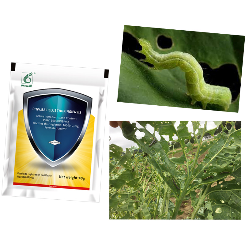 Natural Agriculture Pesticide Wettable Powder Biological Insecticides PrGV Bacillus Thuringiensis Effect on Cabbage Worm