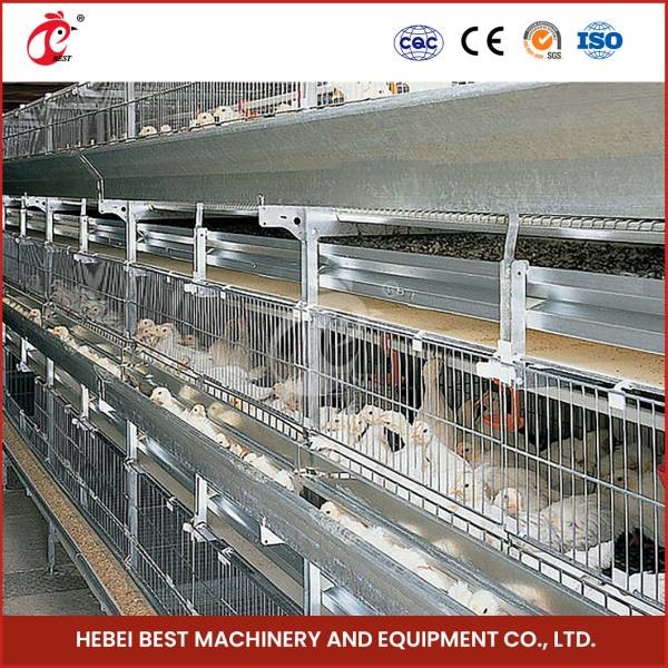 3 Tier 45 Days Chicken Cage Highly Durable Iris