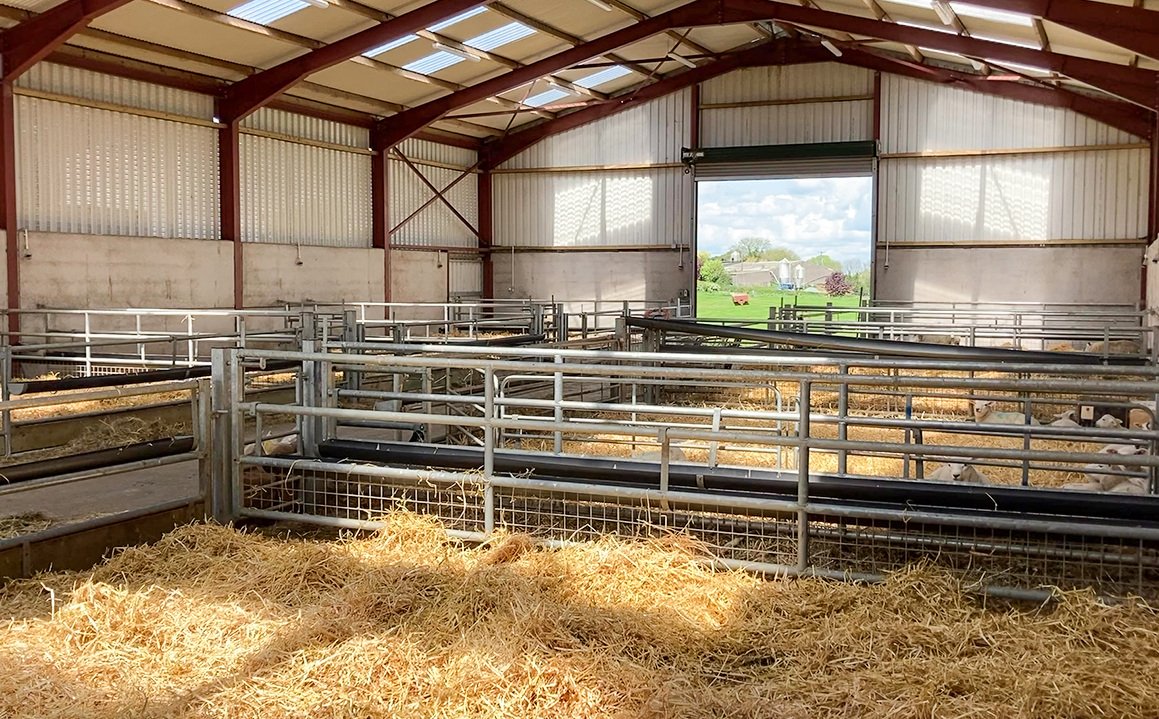 Aluminum Alloy Window Prefab Steel Construction Agricultural Building for Cattle Barn