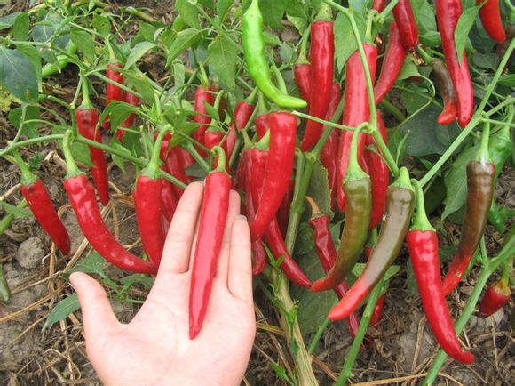 Seasoning Dried Guajillo Chili 180 ASTA Red Hot Chili Peppers