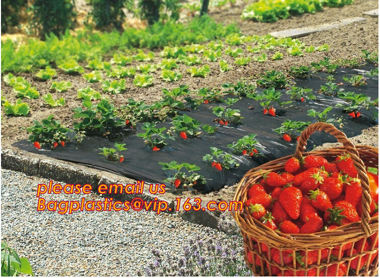 Multi-Span Plastic Film Cover Natural Ventilation Vegetable Greenhouse,Greenhouse Kits Plastic Greenhouse 200 micron gre