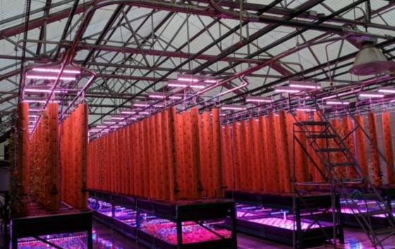 Dimmable Waterproof LED Grow Lights For Cannabis Chamber 1135*106*85mm