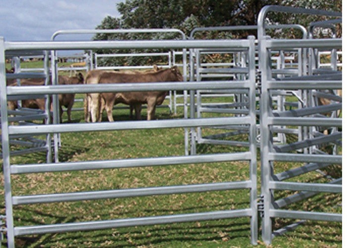 Galvanized cattle panel