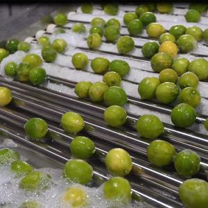 Automatic PLC Control Fruit Sorting Machine For Lemons Sorting