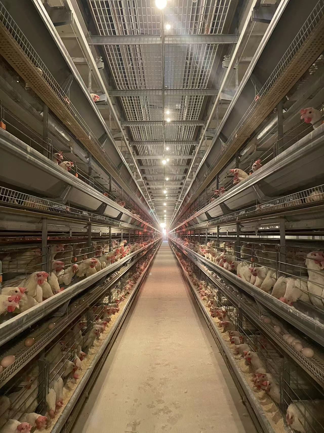 Professional Poultry Cage Farming Stackable Chicken Cages For Laying Eggs