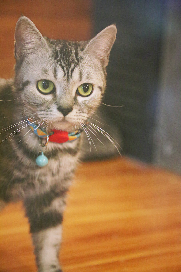 Soft Polyester Cat Neck Band Cat Shock Collar Indoor For Cats Meowing