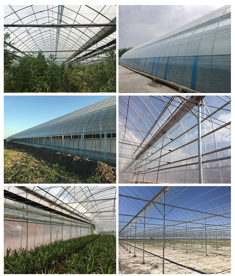 Multi-Span Agricultural Greenhouses Advanced Hydroponic Growing System for Section 4m/8m