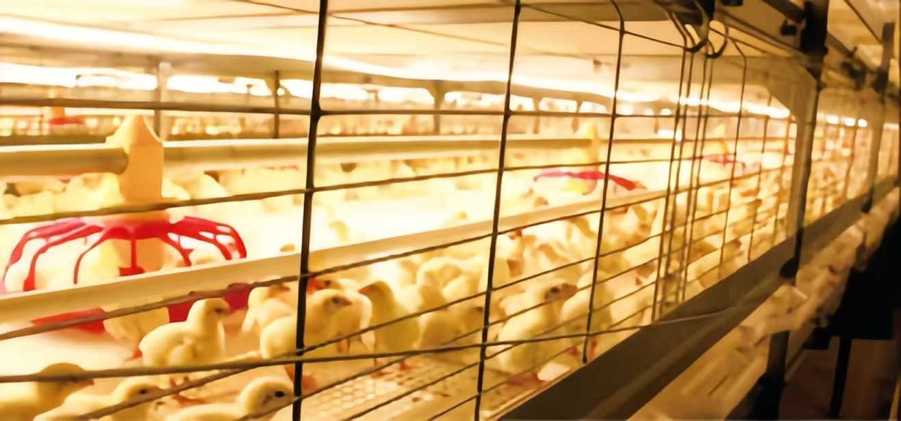 Poultry Farm Equipment A Type Battery Broiler Chicken Cage For Small Farm