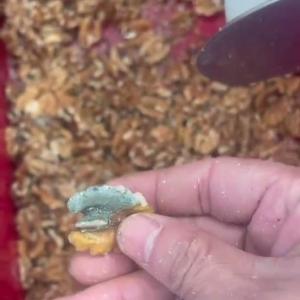 Multi-grade Walnut Kernel Sorting Machine With AI-Driven High-Definition