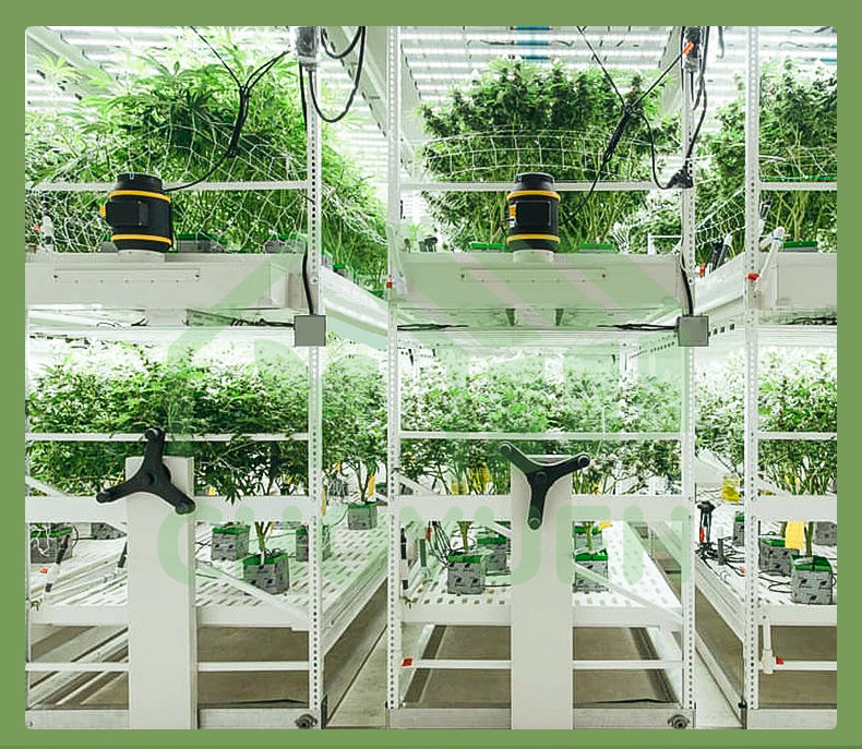 Construction Irrigation Holding Stands Intelligent Home Hydroponic Lettuce Aquaphonics Growing System