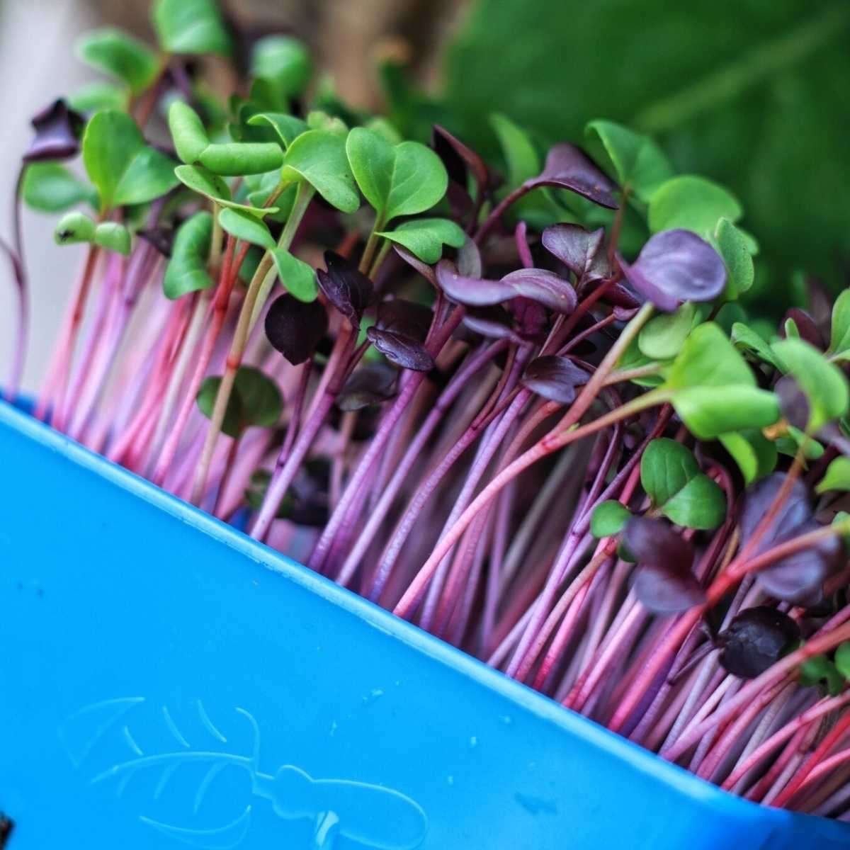 Automated Microgreen Tray Harvesting Machine Quick-Cut Greens Harvester for Aquaponics