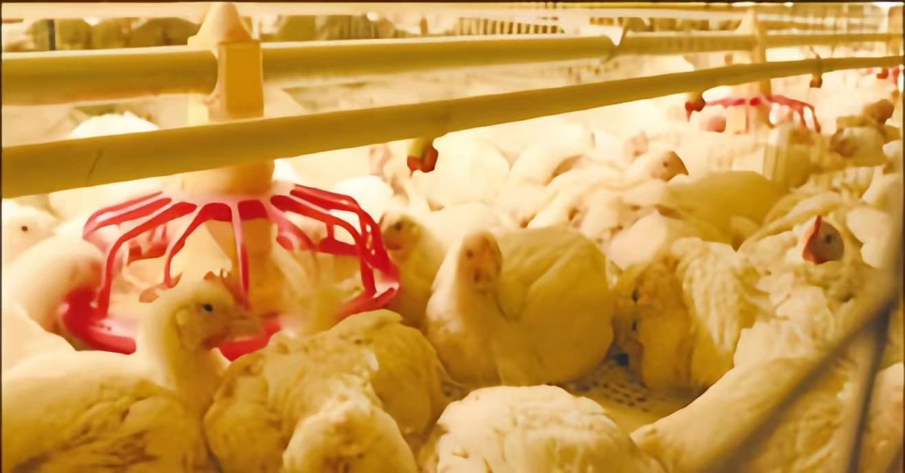 Automatic Poultry Farming Equipment Broiler Chicken Cage Manufacturer