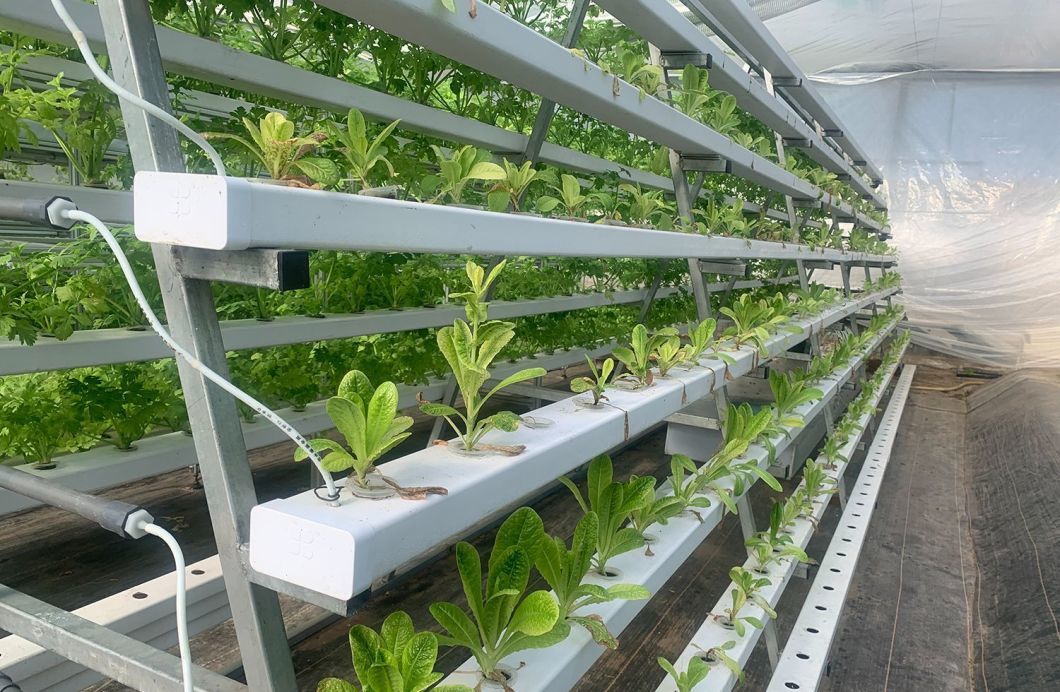 Tomato Cucumber Lettuce Growing System