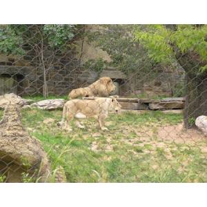 China Stainless Steel Lion Enclosure Wire Rope Mesh-lion wire mesh on sale