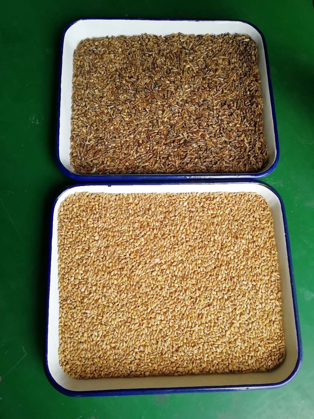 220V 50HZ Corn Bean Wheat Color Sorting Machine High Sorting Accuracy