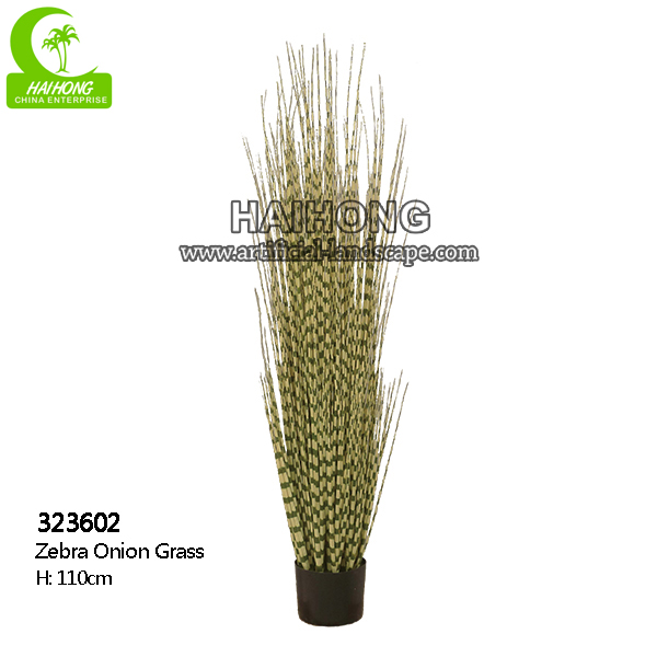 zebra onion grass