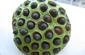 Lotus seed Extract 10:1 TLC Stand against insomnia, 100% natural ingredients or
