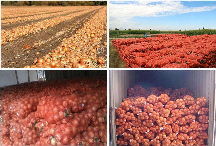 Restaurant Aging Resistance Natural Fresh Onion
