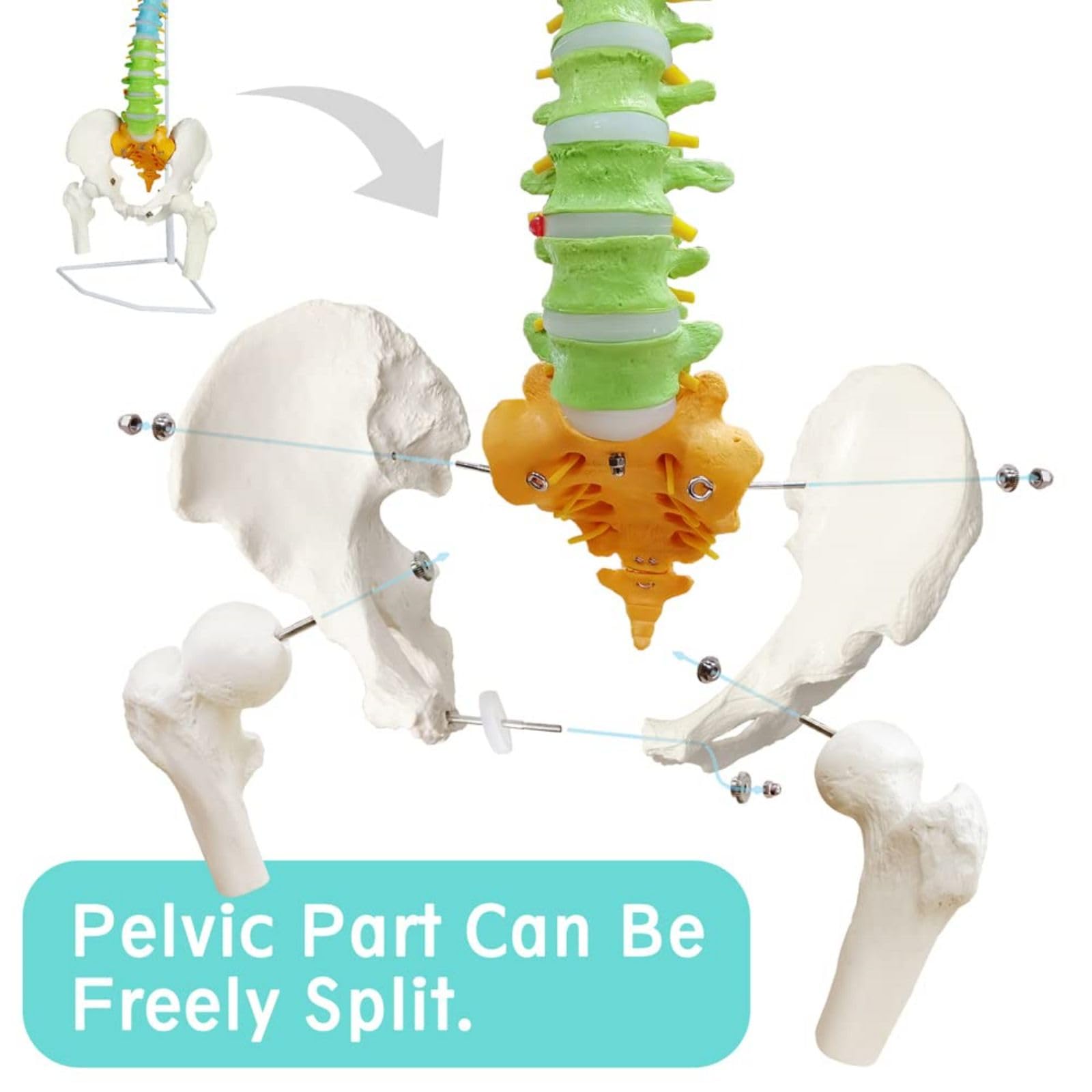 Vertebrae Nerves Arteries Pelvic Bone And Femur Anatomical Skeleton Full Size With Stand
