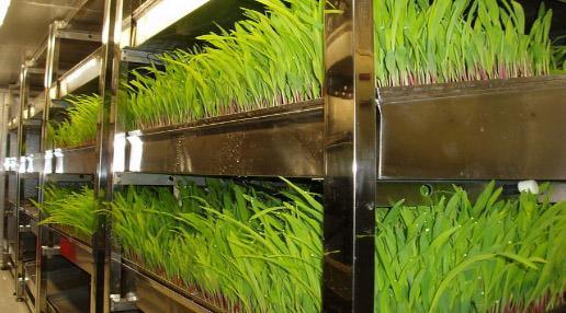 Container Forage Factory for Flower/Vegetable/Seed Breeding